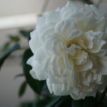 ボレロバラの投稿画像一覧 Greensnap グリーンスナップ