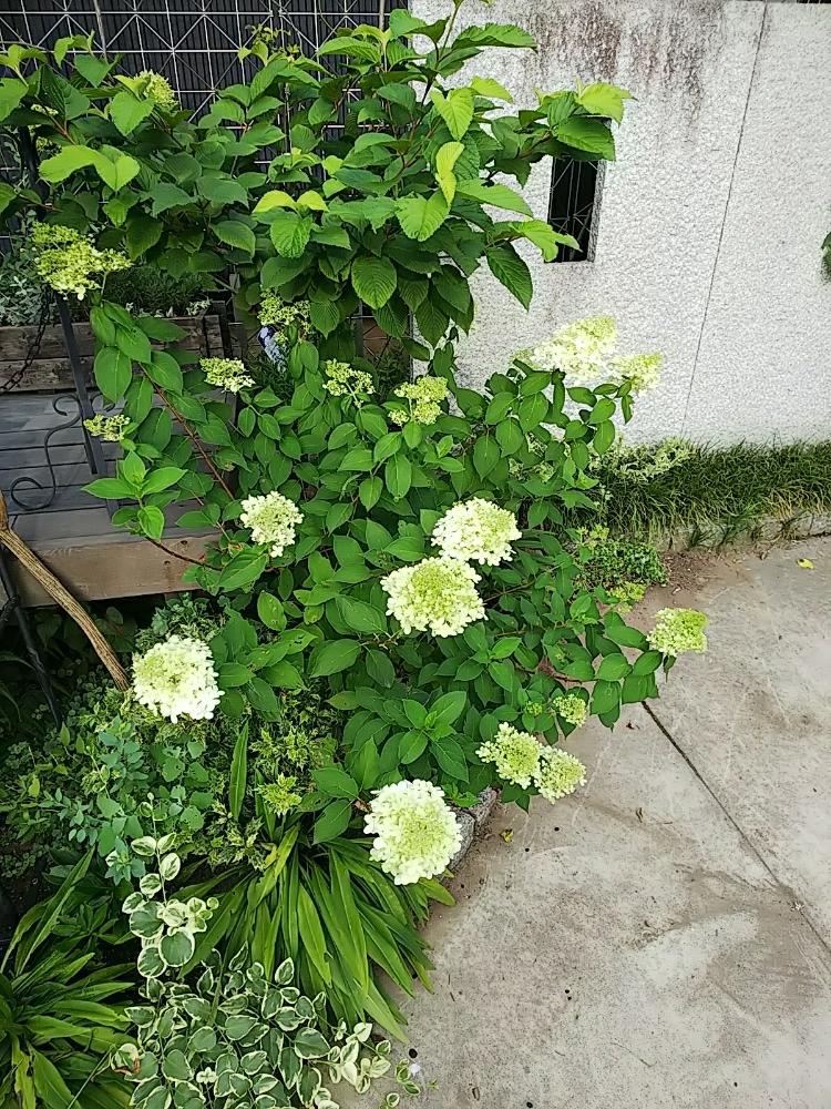 ノリウツギ ライムライトの投稿画像 By Jolさん ノリウツギと夏のお花とホワイトガーデンと花のある暮らしと白い花 18月7月21日 Greensnap グリーンスナップ