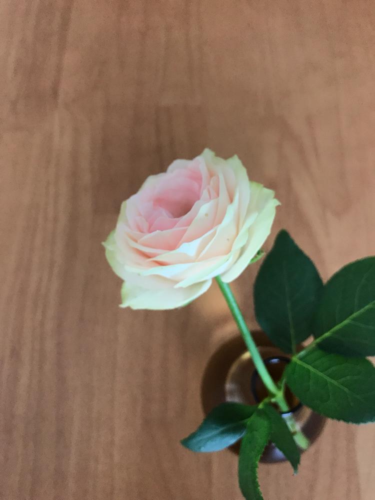 バラの投稿画像 By Kukkaさん グラデーションと切り花を楽しむと青山フラワーマーケットとaoyama Flower Marketと花のある暮らしとばら 薔薇 バラ 18月7月21日 Greensnap グリーンスナップ