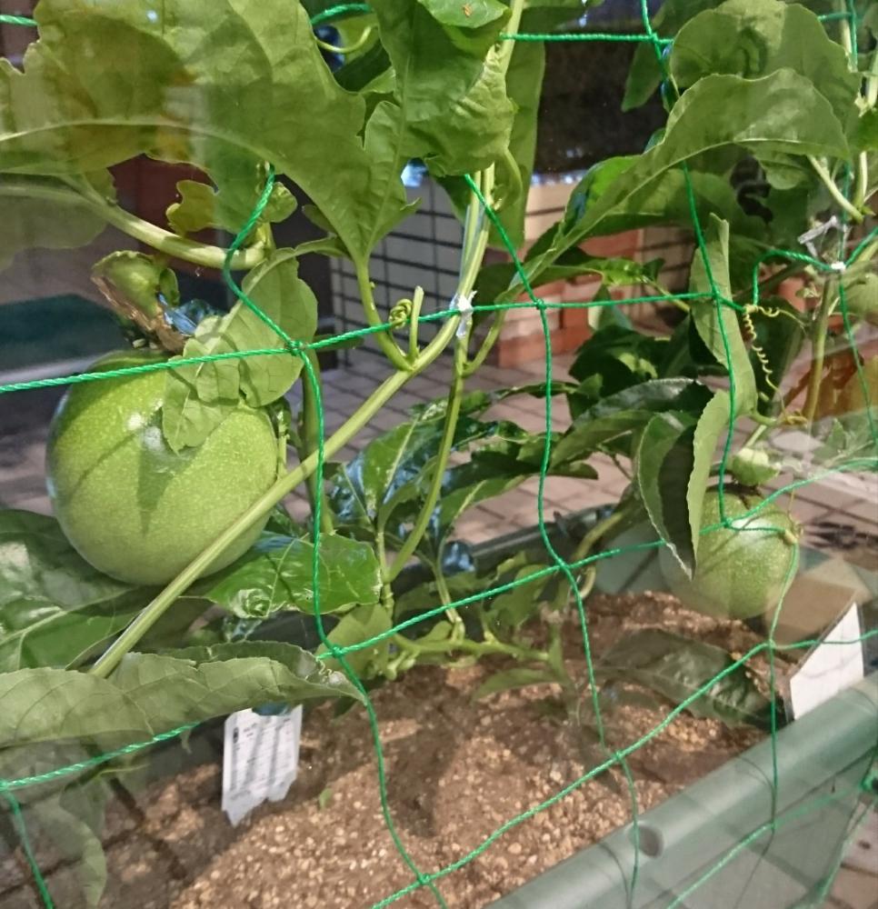パッションフルーツの実の投稿画像 By ほりーさん トケイソウと果物とグリーンカーテンとプランター 18月7月21日 Greensnap グリーンスナップ