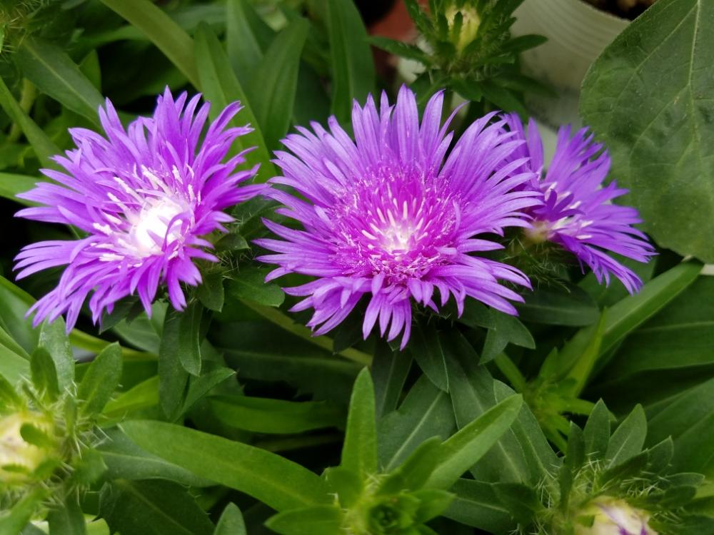 ストケシアの投稿画像 By Momoさん 花のある風景と今日の私の写真と花のある生活と花木とステキ と花のある日常と鉢植えと我が家の庭と花好きと花癒し 18月7月21日 Greensnap グリーンスナップ