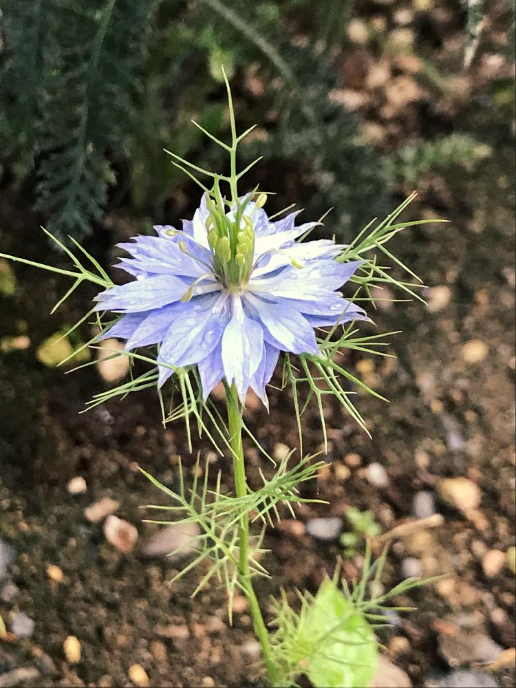 ニゲラの投稿画像 By マルチルさん 梅雨明けと夏らしいと青い花と暑い 18月7月21日 Greensnap グリーンスナップ