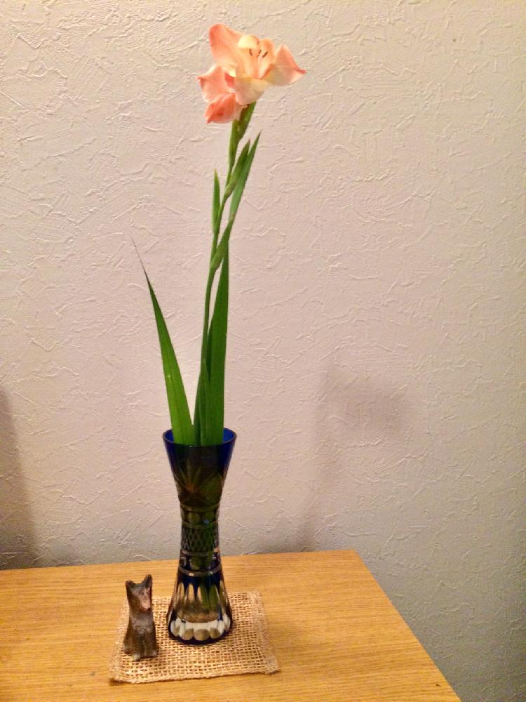 グラジオラスの投稿画像 By ツバキさん 一輪挿しと庭に咲く花とgs映えと我流と花のある暮らしとガラスの花瓶 18月7月21日 Greensnap グリーンスナップ