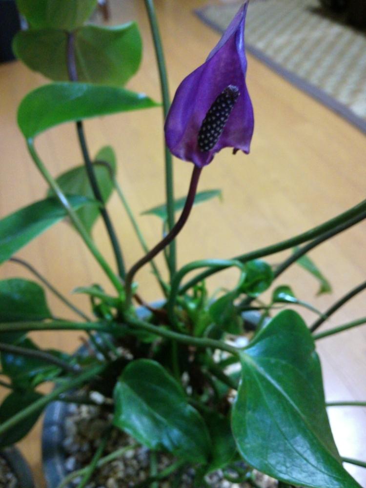 アンスリウムの投稿画像 By Nao Ryf さん 花咲いたとアンスリウム と暑い とズボラな母と癒しと植中毒とさりげなく と癒されます と花のある暮らしとかわいい 18月7月21日 Greensnap グリーンスナップ