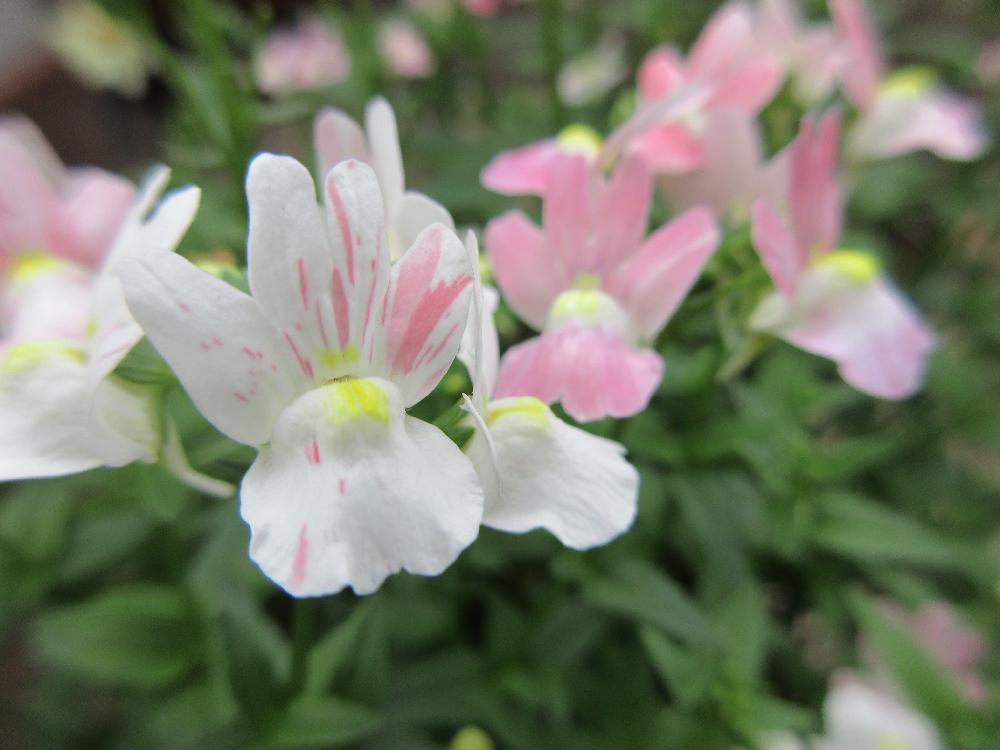 ネメシアの投稿画像 By たまちゃんさん 宿根ネメシア フェアリーマーブルピンクと花のある暮らしとガーデニングと良い香り とお気に入り 18月7月21日 Greensnap グリーンスナップ