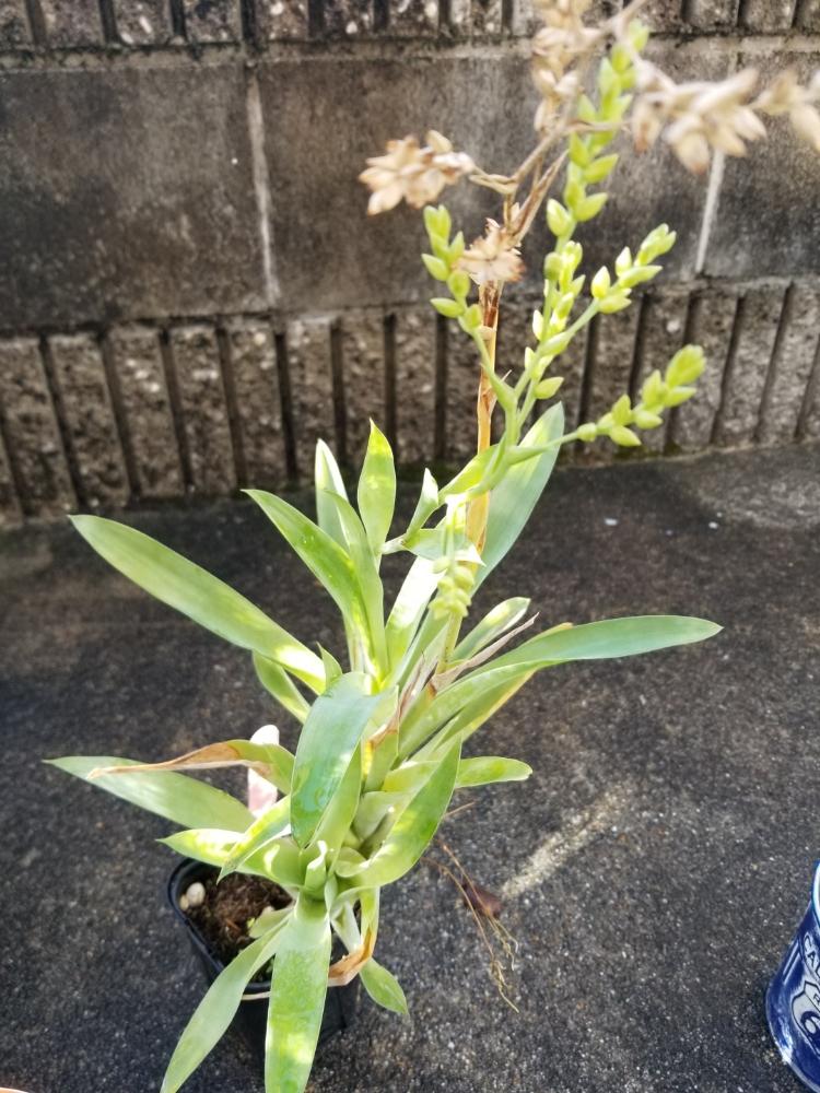 Catopsis Floribundaの投稿画像 By Sorahakuさん カトプシスと着生植物と植物のある暮らしとブロメリアと植中毒とチランジア属と 京都植物園と癒し空間と珍奇植物と花のある暮らしといやされるとエアプランツと京都府立植物園とエアープランツ チランジアとバルコニストと