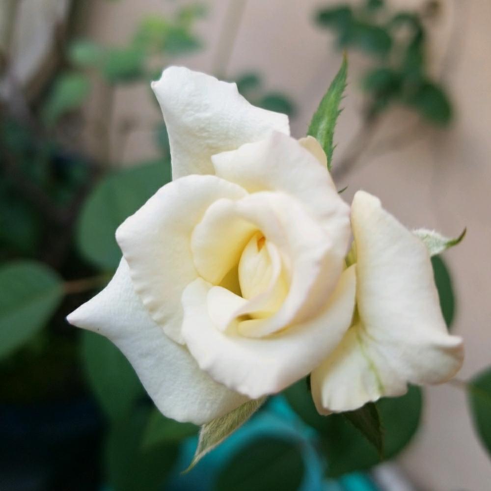 バラの投稿画像 By ほーちゃんさん バルコニー ベランダと白いバラと種類はわからんと初心者です と母の日の思い出と花のある暮らしと白いバラと 種類はわからんと初心者です と母の日の思い出と花のある暮らし 18月7月22日 Greensnap グリーンスナップ