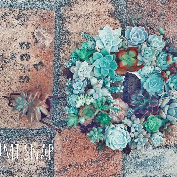 綺麗な色ˉ̶̡̭̭( ˭̵̵̵̵͈́ ꇴ ˭̵̵̵͈̀ )ˉ̶̡̭̭の画像 by izumiさん | 小さな庭とHTCとマダム倶楽部会員No.38と可愛い(*ﾉωﾉ)ﾎﾟｯと植物のある暮らしと『私に花を、暮らしに華を』コンテストとCanon EOS M100と頑張れ♡yoshikoと ハイポネックス園芸部とタニラーとミラーレス一眼と可愛いと花のある暮らしと頑張れ♡えっこと(ΦωΦ)フフフ…と((๑✧ꈊ✧๑))と綺麗な色ˉ̶̡̭̭( ˭̵̵̵̵͈́ ꇴ ˭̵̵̵͈̀ )ˉ̶̡̭̭とかっこいい(⊙ꇴ⊙)と頑張れ♡ばぁばさん