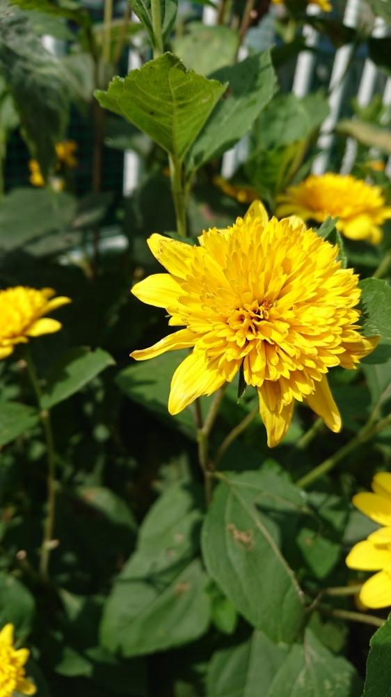 八重ヒメヒマワリの投稿画像 By フロちゃんさん 花のある暮らしと黄色い花と地植え 18月7月22日 Greensnap グリーンスナップ