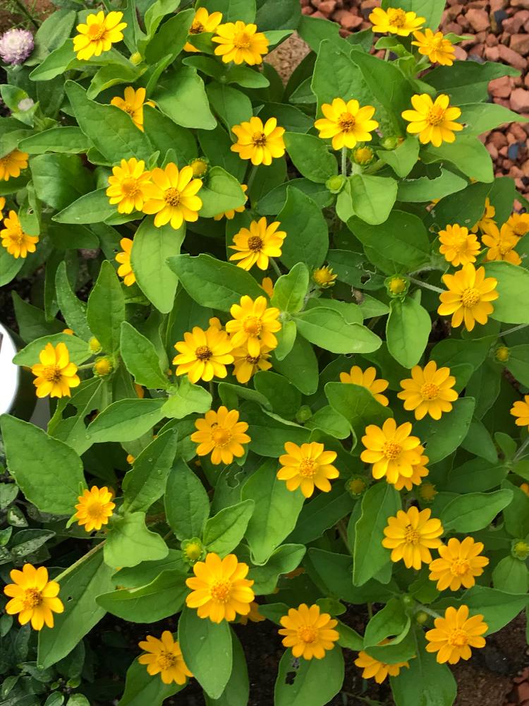 メランポジュームの投稿画像 By もんちっちさん 花のある暮らしと手づくり花壇 18月7月22日 Greensnap グリーンスナップ