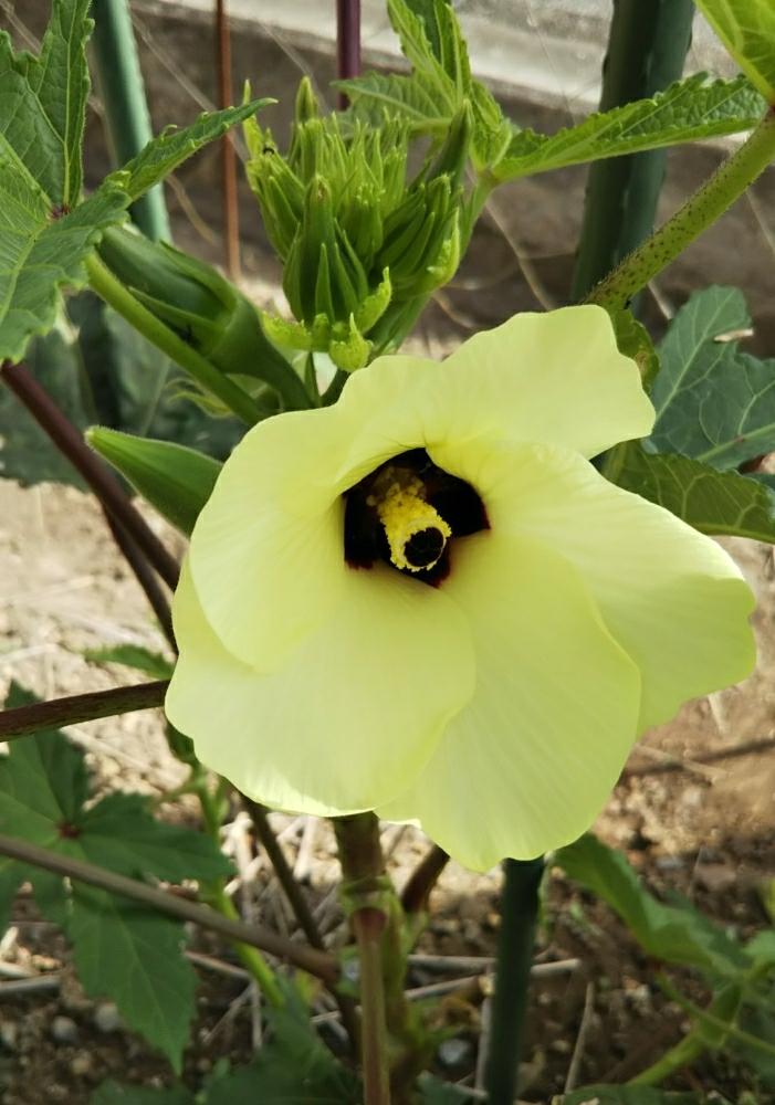 オクラの投稿画像 By ひなママさん オクラの花と家庭菜園 18月7月22日 Greensnap グリーンスナップ