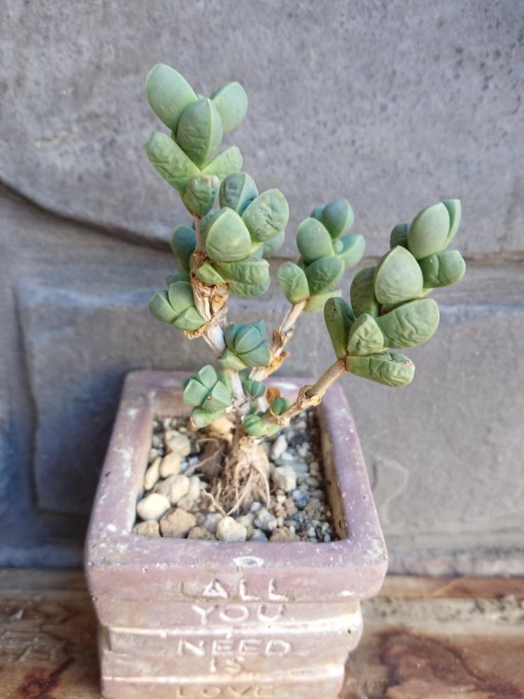 ランプランツの投稿画像 By さゆりんさん レーマニーと多肉植物とメセンと多肉のある暮らしと植中毒とさゆりんメセンとタニラーとガーデニングとおひとり様 18月7月22日 Greensnap グリーンスナップ