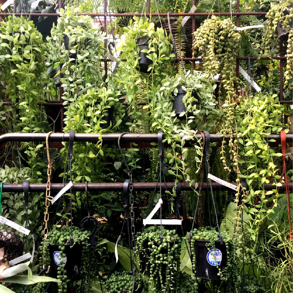 グリーンネックレスの投稿画像 By Oottさん 吊り鉢と垂れる植物と垂れ下がり系と多肉植物 18月7月22日 Greensnap グリーン スナップ