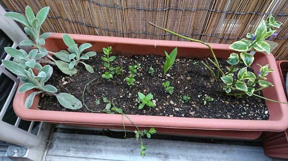 値引きする ハーブ ラムズイヤー 株分け ５株 もふもふ 植物 観葉植物