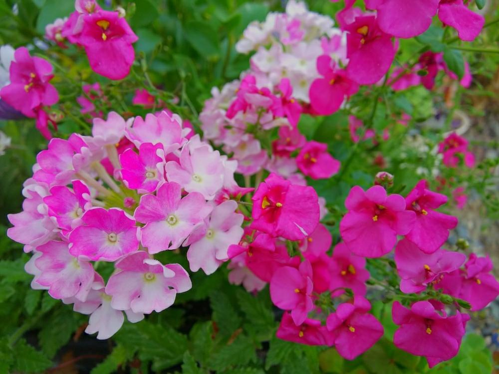 ディアスシアの投稿画像 By Chacoさん バーベナと萌え萌えと発色キレイとかわいい花 18月7月23日 Greensnap グリーンスナップ