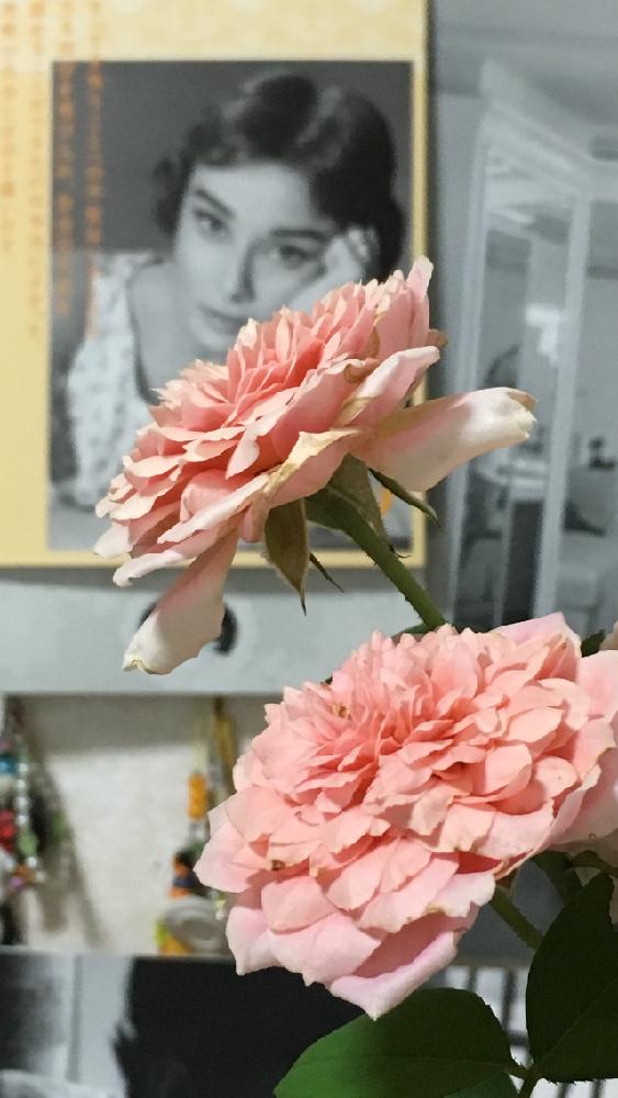 オードリーヘップバーンの投稿画像 By 花が好きさん 薔薇とアマンディーンシャネルといつも笑顔で と薔薇 愛同盟と きれいに咲いた コンテストとありがとう と花のある世界 といい感じ とガーデニングと薔薇が好きです と花のある暮らしと花が好きです