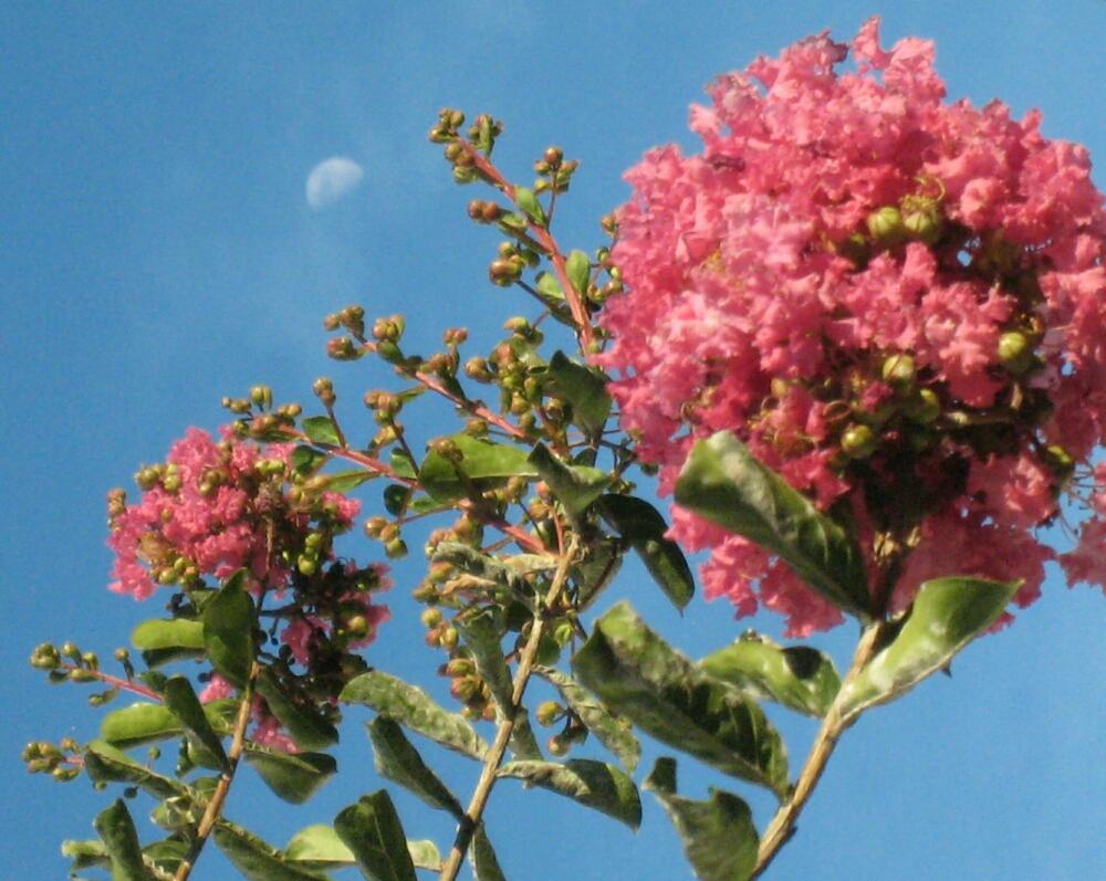 サルスベリの投稿画像 By ぺこりん さん ピンクの花とgs日和と街路樹の花と散歩と空を切り取るグリーンと花フォト 18月7月23日 Greensnap グリーンスナップ