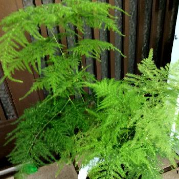 観賞用アスパラの投稿画像一覧|🍀GreenSnap(グリーンスナップ)