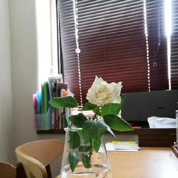 薔薇　アンナプルナの画像 by rikoさん | 部屋と薔薇　アンナプルナと花のある暮らしとお部屋にお迎え