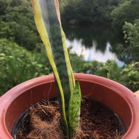 サンスベリア,テラスの画像