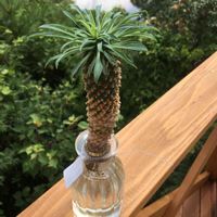 ソテツキリンの画像