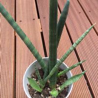 サンスベリア,テラスの画像