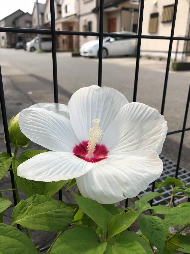 小さな庭の投稿画像 By たえポンさん ハイビスカスロコガール と大輪の花と白い花と花のある暮らしとハイビスカスロコガール と大輪の花と白い花と花のある暮らし 18月7月23日 Greensnap グリーンスナップ Greensnap グリーンスナップ