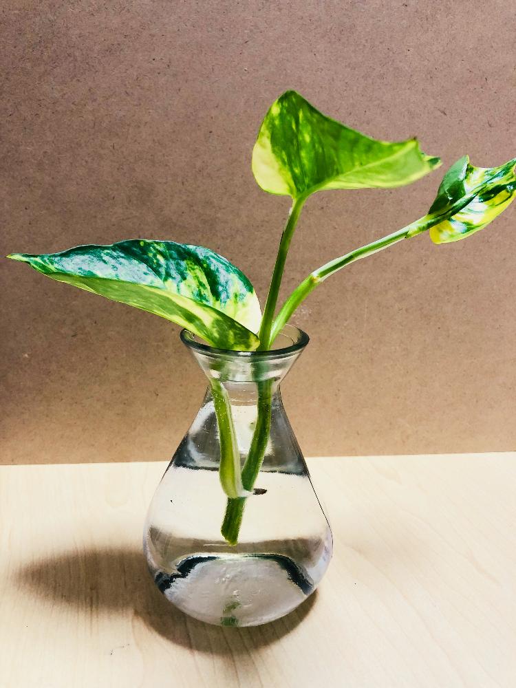 ポトスの投稿画像 By みぃ ﾎﾟﾝｺﾂさん 100均アレンジと花のある暮らし 18月7月23日 Greensnap グリーンスナップ