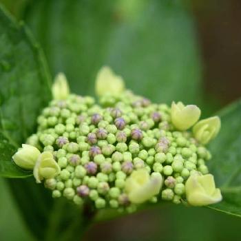 雨がよく似合う花の投稿画像一覧 Greensnap グリーンスナップ