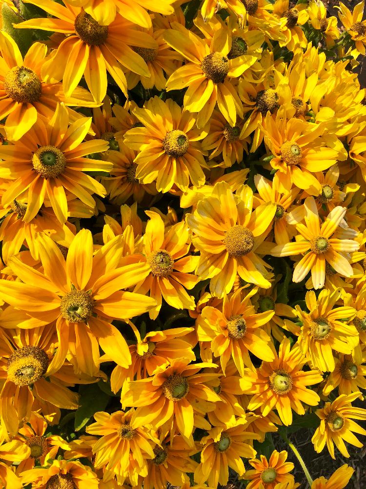 沢山のお花の投稿画像 By Kimikimiさん スマホ撮影と壁紙と真上から と美花と幸せの黄色いお花 18月7月23日 Greensnap グリーンスナップ