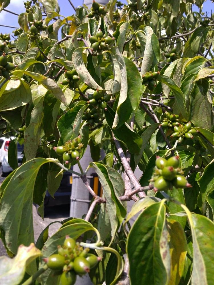 ハナミズキの実の投稿画像 By 左あチャン さん 緑大好きとちいさな幸せ とお花大好きと綺麗なミドリとgs映えとgs日和と今日の１枚と緑のある暮らしと大阪 河内と花のある暮らしと散歩中 18月7月23日 Greensnap グリーンスナップ