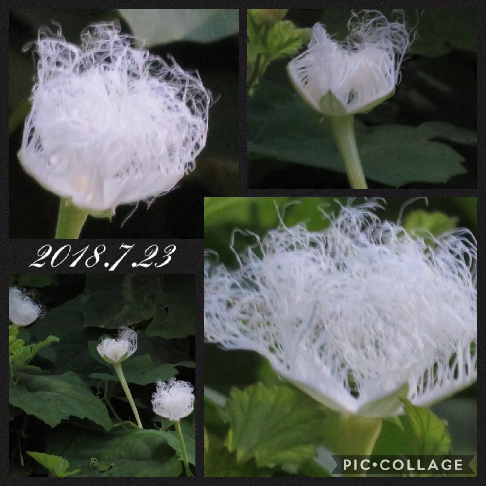 カラスウリの白い花の投稿画像 By 花と虫と風と空とさん 18月7月23日 Greensnap グリーンスナップ