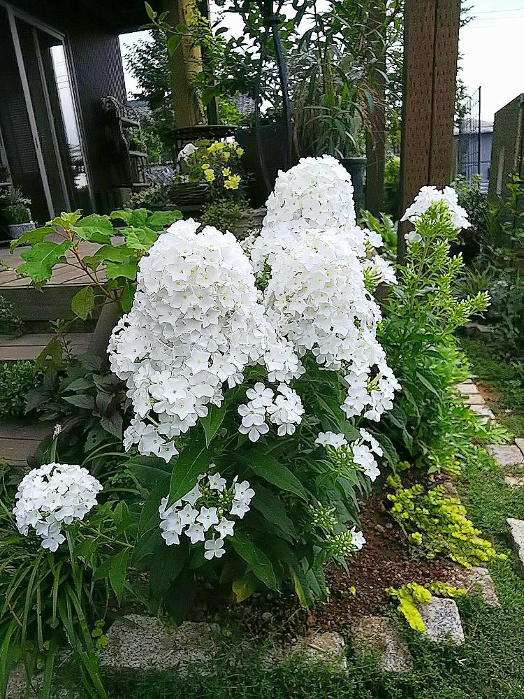 宿根フロックスの投稿画像 By Jolさん きれいに咲いた コンテストと夏のお花とホワイトガーデンと花のある暮らしと白い花と奥庭 18月7月24日 Greensnap グリーンスナップ