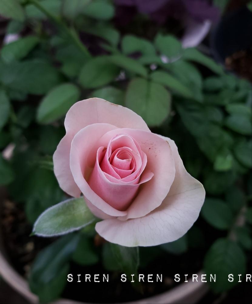 セイレーンの投稿画像 By Hanamizukiさん ばら バラ 薔薇とピンクの花と挿し木と薔薇暦とバラ鉢植えと涼しくなぁれ と薔薇 とバラ ミニバラと咲いた と きれいに咲いた コンテスト 18月7月24日 Greensnap グリーンスナップ