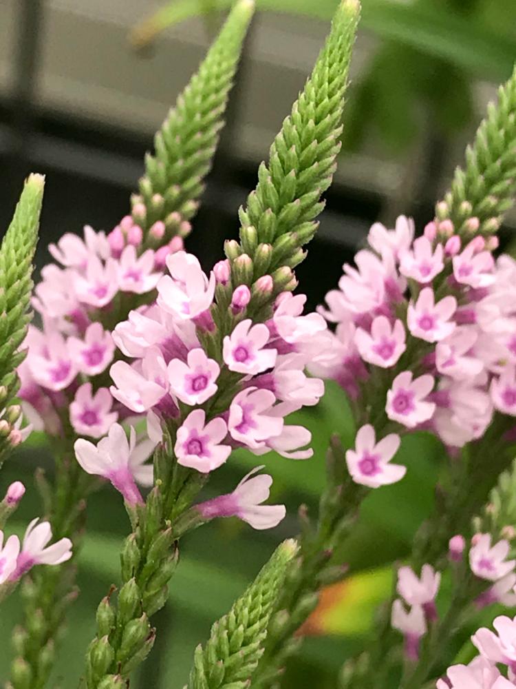 花のある暮らしの投稿画像 By スノーベルさん ハーブと植中毒とピンクの花 18月7月24日 Greensnap グリーンスナップ