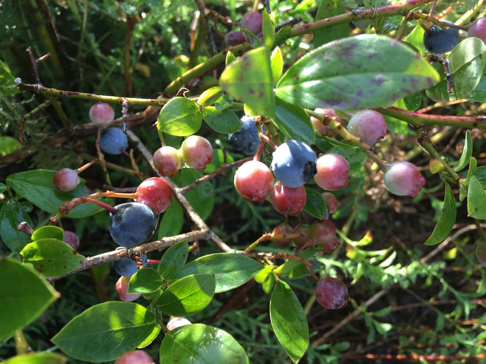 ブルーベリーの投稿画像 By ちょこさん ありがとうとげんきもらえますと花のある暮らしとかわいいな とがんばって 18月7月24日 Greensnap グリーンスナップ