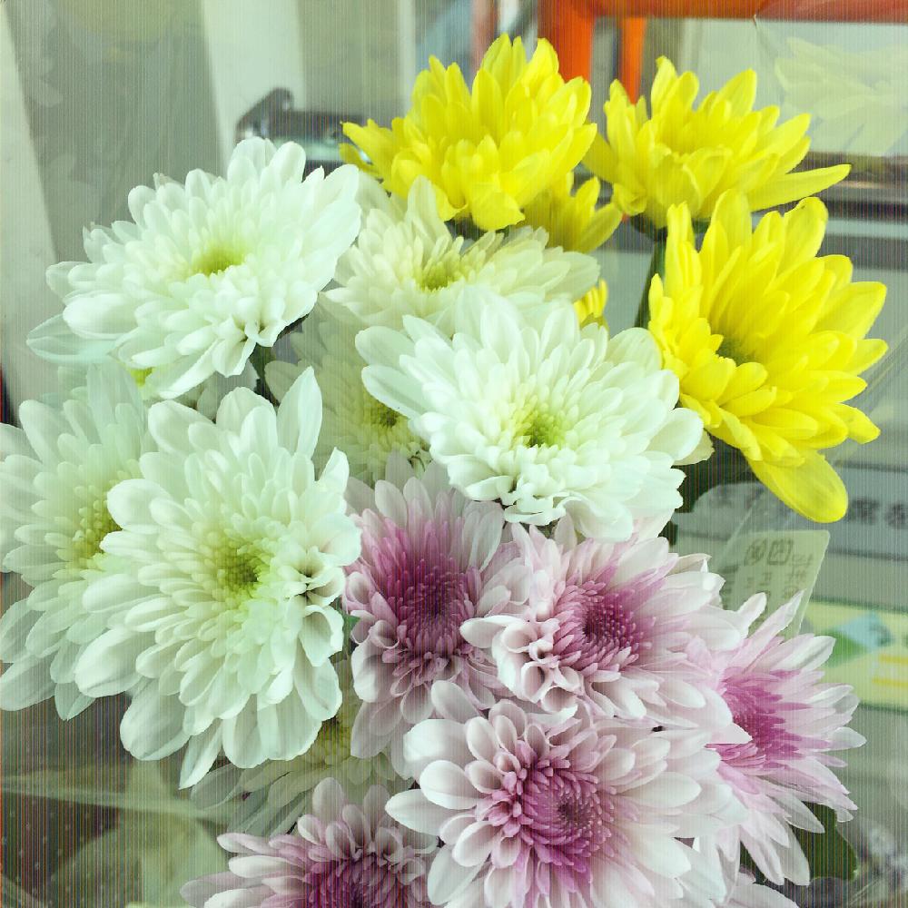 キクの投稿画像 By Yukimiさん お出かけ先とgs日和と切り花と花のある暮らしとスーパーの切花とgs日和と切り花と花のある暮らしとスーパーの切花 18月7月24日 Greensnap グリーンスナップ Greensnap グリーンスナップ