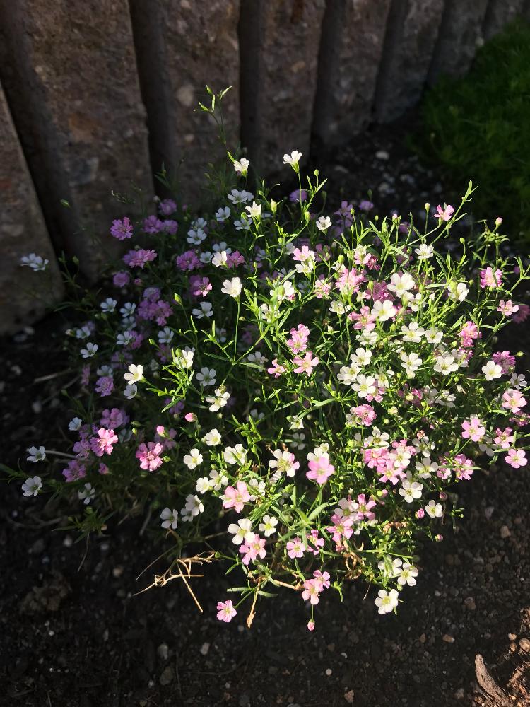 カスミソウジプシーの投稿画像 By しろねこさん ありがとう と花壇と植物と綺麗とピンク色の花と可愛いと花のある暮らしとお花と切り戻し 18月7月24日 Greensnap グリーンスナップ