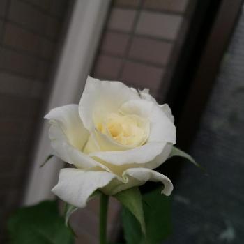 薔薇　アンナプルナの画像 by rikoさん | バルコニー/ベランダと薔薇　アンナプルナと花のある暮らしとバラが好き
