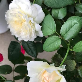 ボレロバラの投稿画像一覧 Greensnap グリーンスナップ