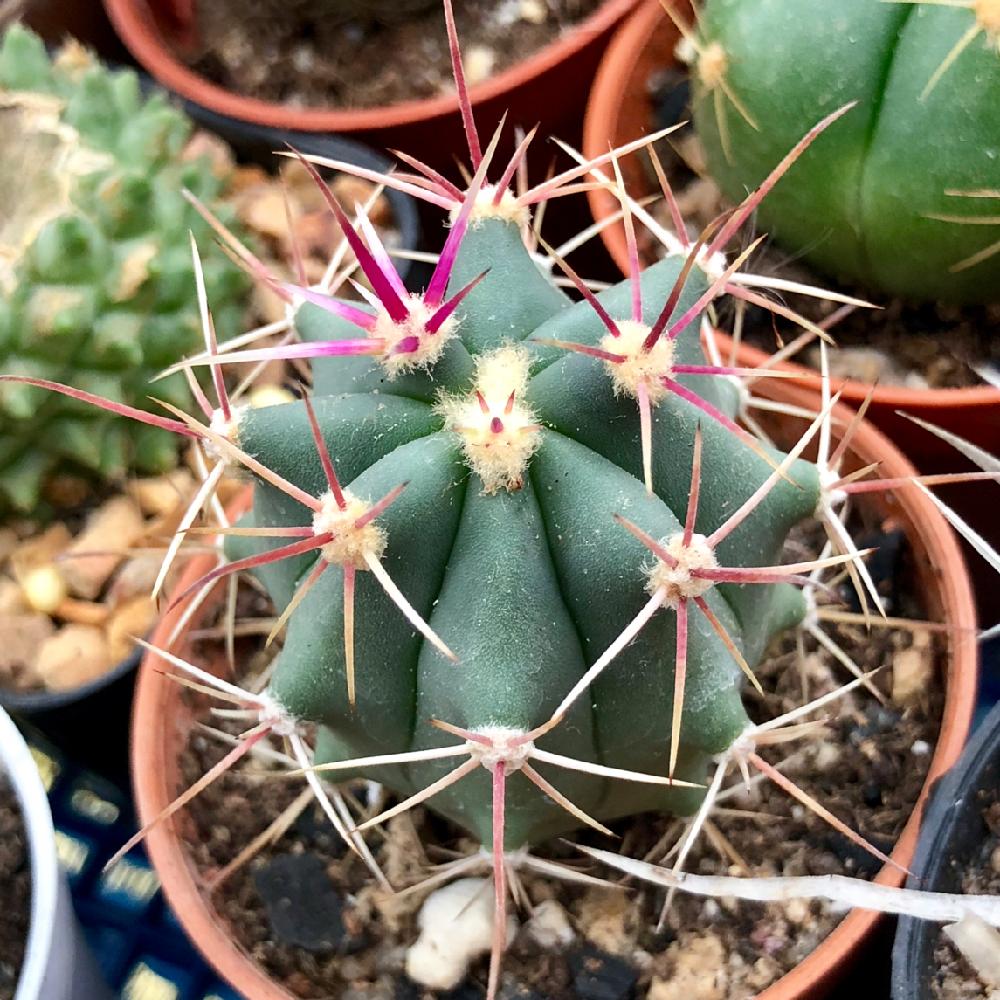 フェロカクタス 江守の投稿画像 By パトラーさん トゲトゲとくもりとフェロカクタス属と温室とピンクな棘とモフモフ 18月7月24日 Greensnap グリーンスナップ