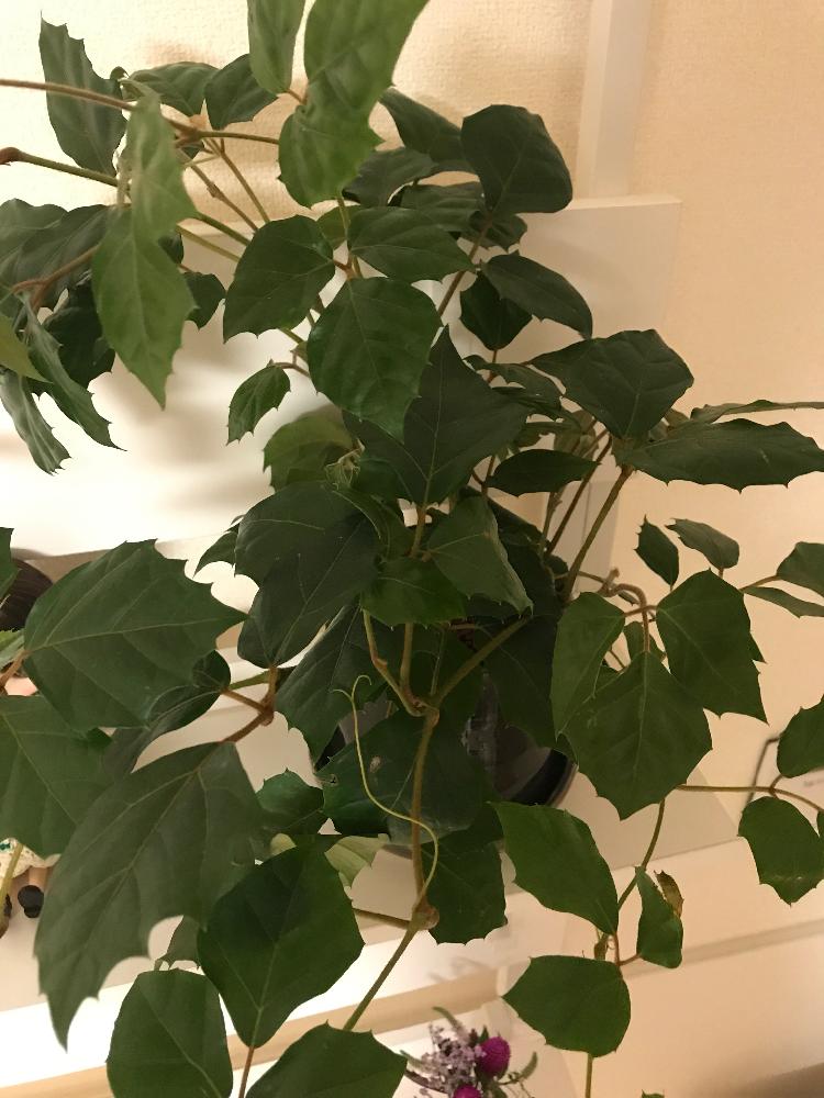 カンガルーアイビーの投稿画像 By ひまわりさん 18月7月24日 Greensnap グリーンスナップ