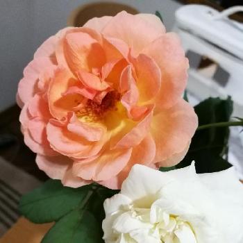 薔薇　アンナプルナの画像 by rikoさん | 部屋と薔薇　アンナプルナとレディエマハミルトンと花のある暮らしとバラが好きとお部屋にお迎え