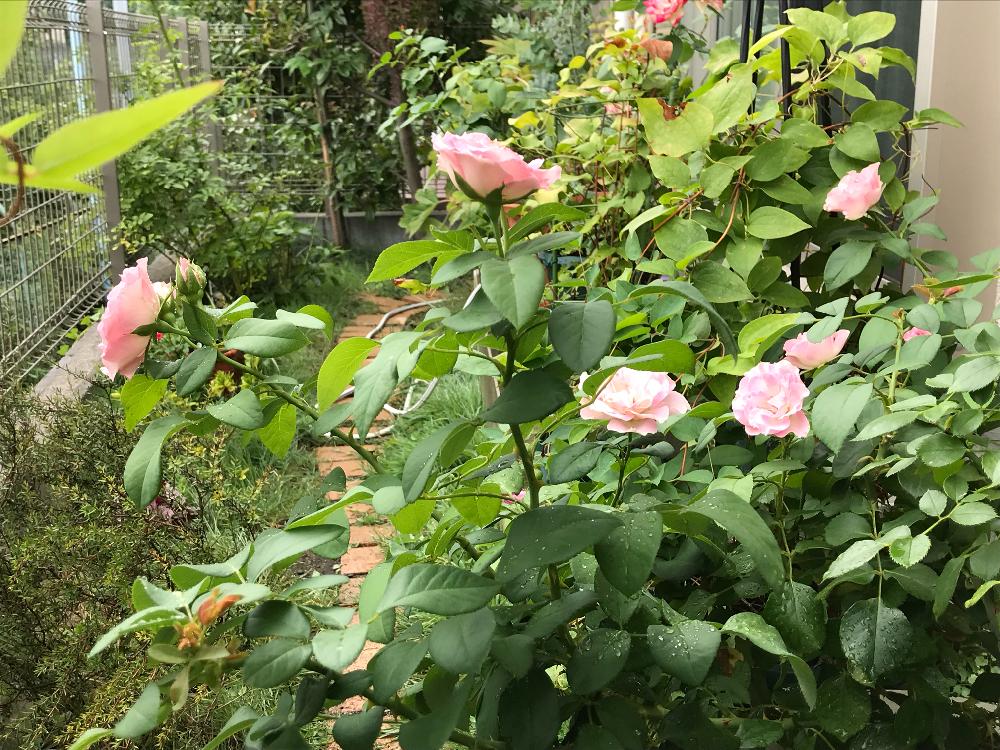 バラ ストロベリーアイスの投稿画像 By Miさん バラとバラ フロリバンダと薔薇愛同盟とバラ ミニバラとバラ 鉢植え 18月7月25日 Greensnap グリーンスナップ