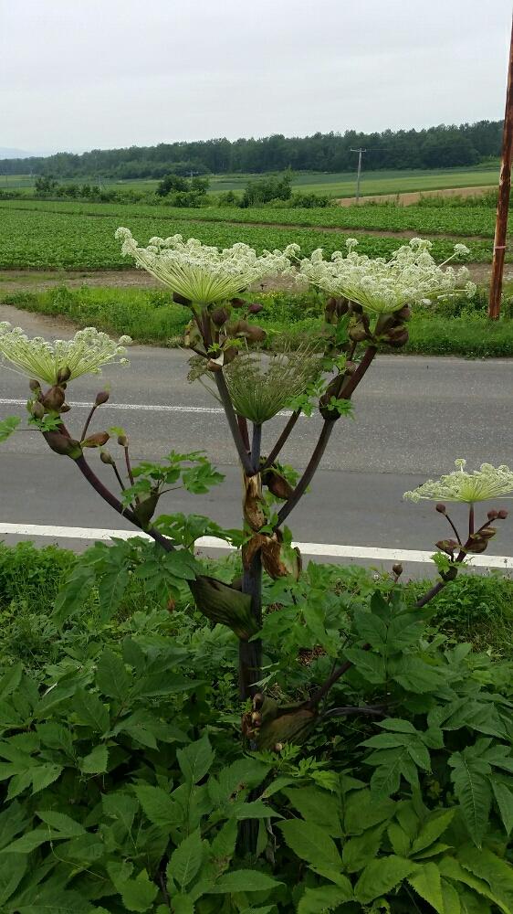 エゾニュウの投稿画像 By としさん 18月7月25日 Greensnap グリーンスナップ Greensnap グリーンスナップ