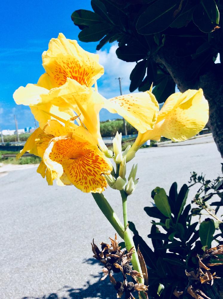 カンナの投稿画像 By R さん かわいい と久米島と沖縄とgs映えとgs日和と鮮やか と花のある暮らしといっぱい 18月7月25日 Greensnap グリーンスナップ