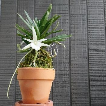 Angraecum の投稿画像一覧 Greensnap グリーンスナップ