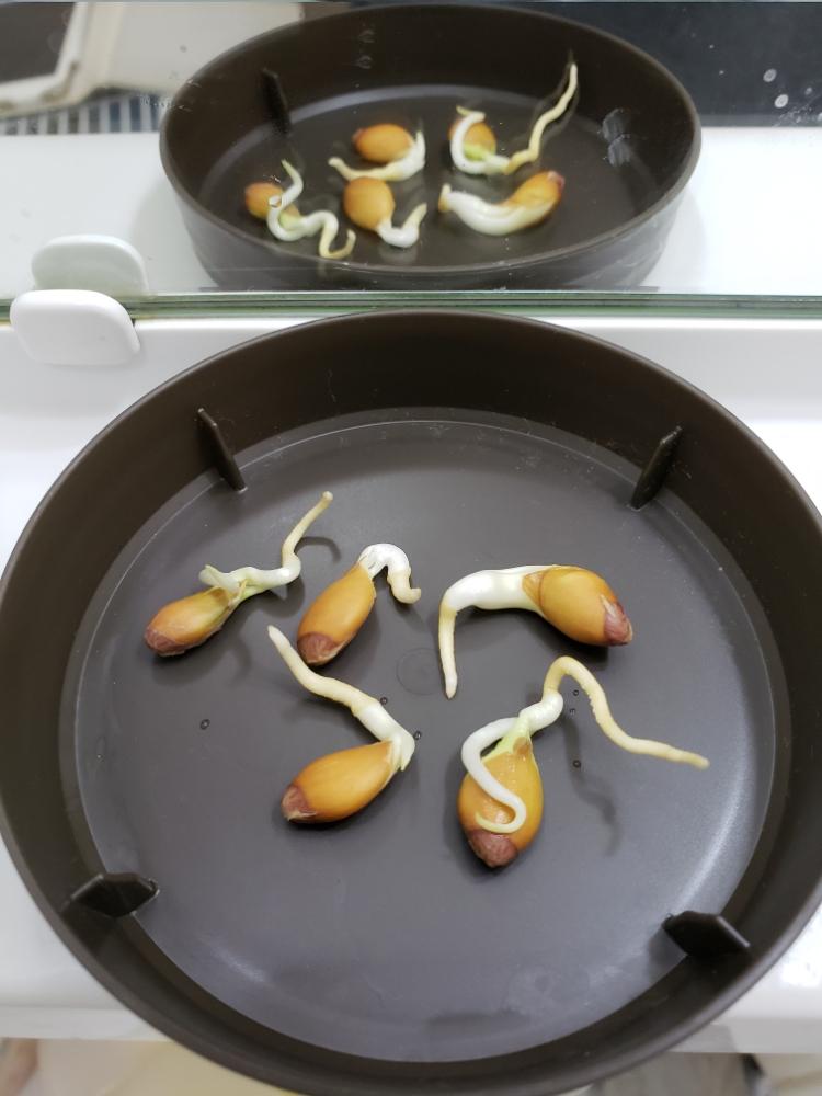 河内晩柑の投稿画像 By オキザックさん ミカンとミカン属とミカン科と単胚性種子と河内晩柑発根とオキザック柑橘 18月7月25日 Greensnap グリーンスナップ