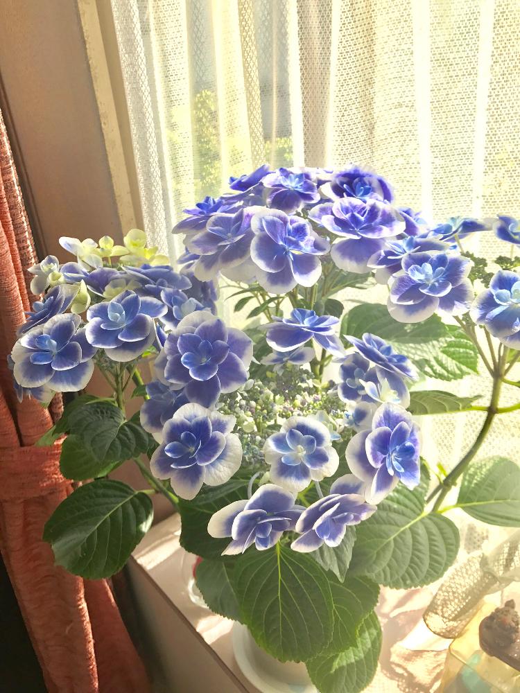 紫陽花の投稿画像 By みやさん ドリップブルーと母の日とガーデニングと花のある暮らし 18月7月25日 Greensnap グリーンスナップ