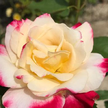 ただいま！の画像 by Angela350さん | 広い庭とダブルデライトとおつかれさまとバラと暮らすとただいま！とお気に入りと大輪の花と赤い花と薔薇 ほほえみと花のある暮らしとばら 薔薇 バラと2色の花と華麗なお花